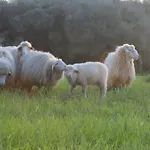 Agroturismo Santa Mariana *