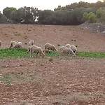 Santa Mariana Agroturismo Alaior