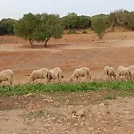 Santa Mariana *