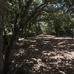 Santa Mariana *